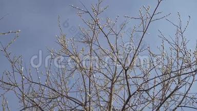 一棵树的枝条，嫩芽在风中摇曳，迎着蓝天。 概念：春天，新生活，新鲜
